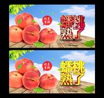 蟠桃 采摘园