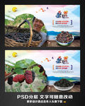 桑葚