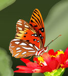蝶恋花