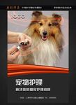 宠物
