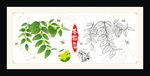 枣花