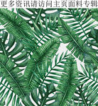 绿色植物图案热带棕榈图案