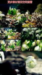 水仙花生长绽放