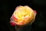 情人节玫瑰花