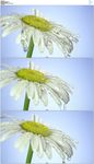水流水滴倒在花朵上