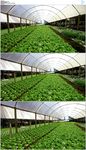 农业种植大棚蔬菜
