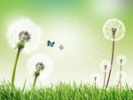 梦幻蒲公英