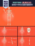 人类骨架结构基本知识科普