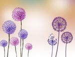 梦幻蒲公英