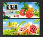 血橙