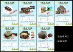 虫虫系列三——昆虫介绍