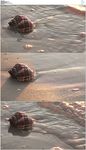 海滩贝壳