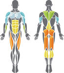 AI人体肌肉医学用途矢量图