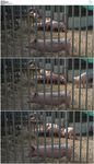 猪笼养猪