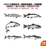 手绘线描鱼鲤鱼矢量图