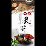 灵芝