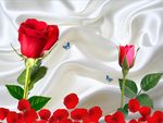 玫瑰花瓣