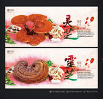 灵芝