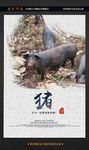 猪