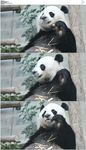 大熊猫吃胡萝卜