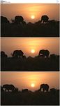 大自然夕阳下草原大象剪影