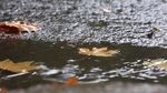 飘落的枫叶被雨水洗涤