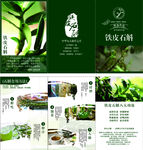 铁皮石斛折页说明书