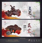 灵芝