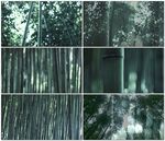 翠绿竹林鸟鸣声