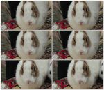 兔子的特写视频