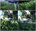 茶叶种植园摘茶叶