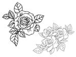 素描玫瑰