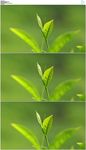 绿色茶树