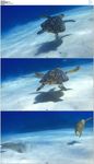 大海海龟