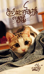 猫海报