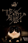 猫海报