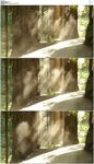 森林大树阳光