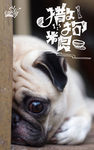 狗狗海报