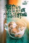 猫海报
