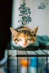 猫海报