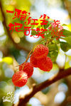 荔枝