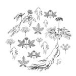 人参组合