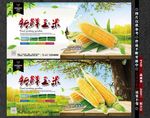 玉米