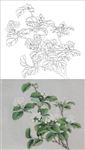 茉莉花