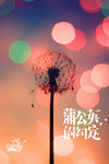 蒲公英