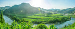 龙江河水稻