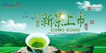 新茶上市海报