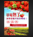 草莓熟了 新鲜草莓开始采摘啦