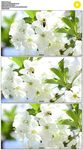 蜜蜂在白色花朵上采花蜜