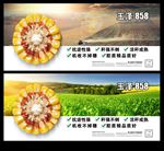 玉米种子